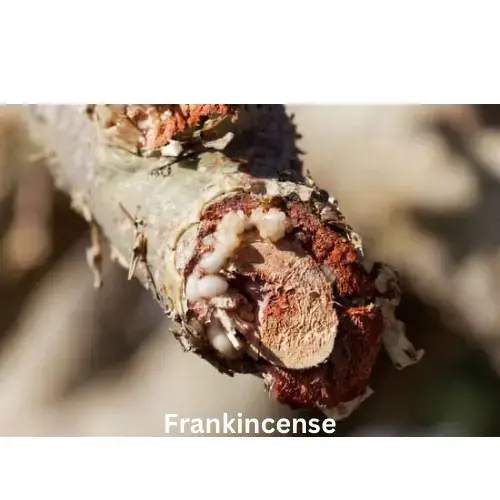 Royal Oud Cologne | Natural Perfume Oil Fragrance Of Eden