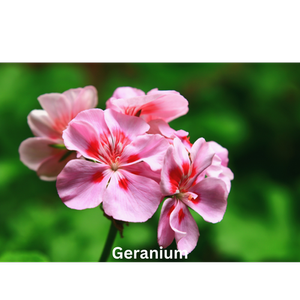 Flowerbed | Natural Perfume Oil Fragrance Of Eden