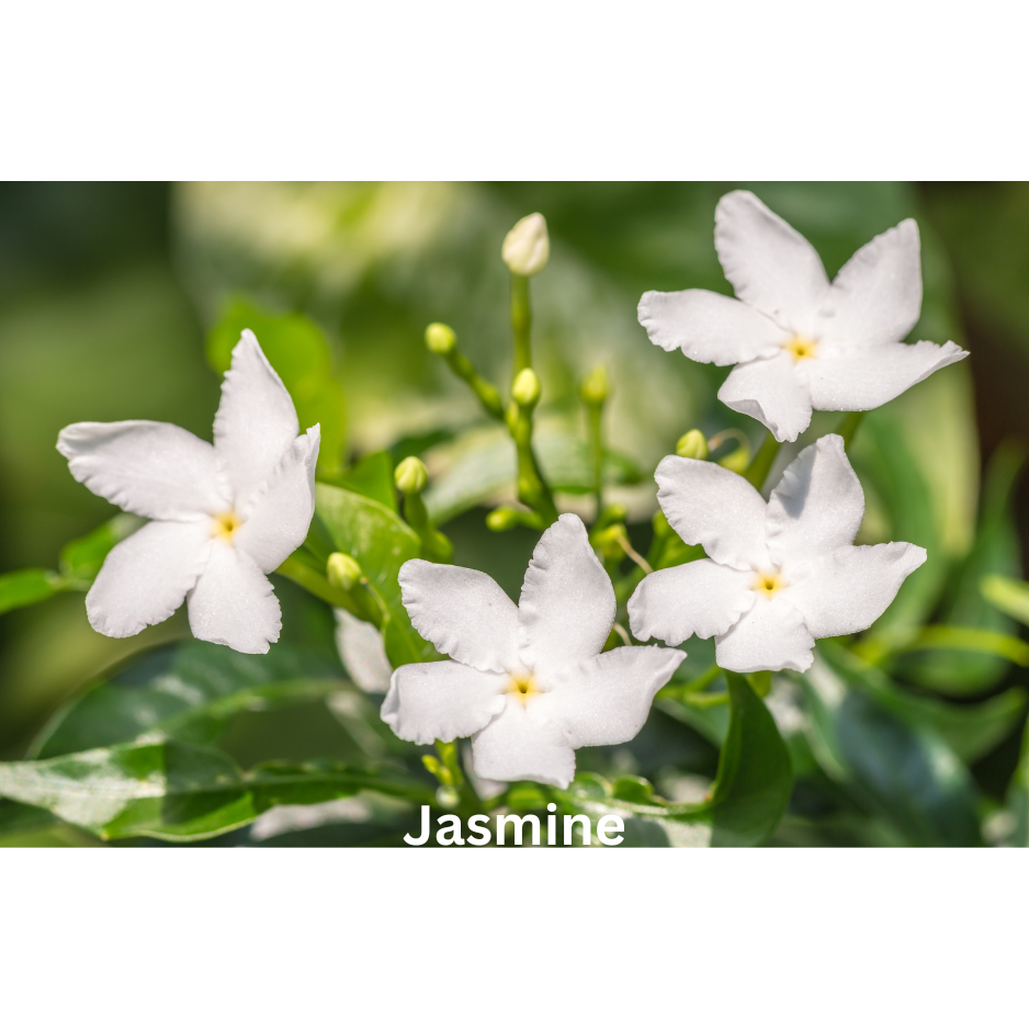 Timeless Elegance | Natural Perfume Oil