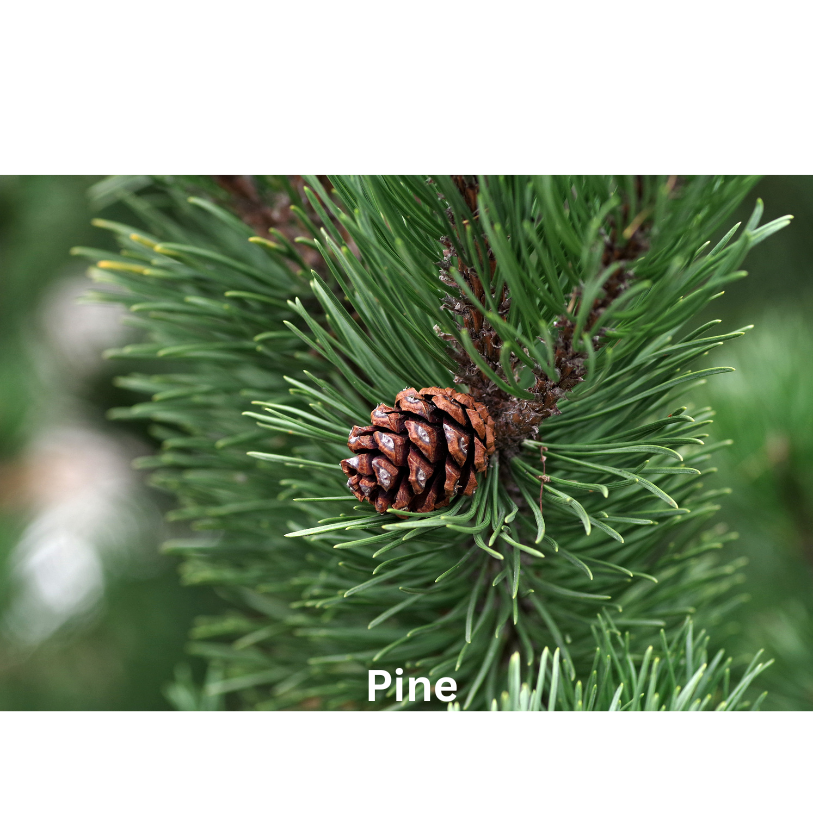 Green Woods | Natural Perfume Oil Fragrance Of Eden