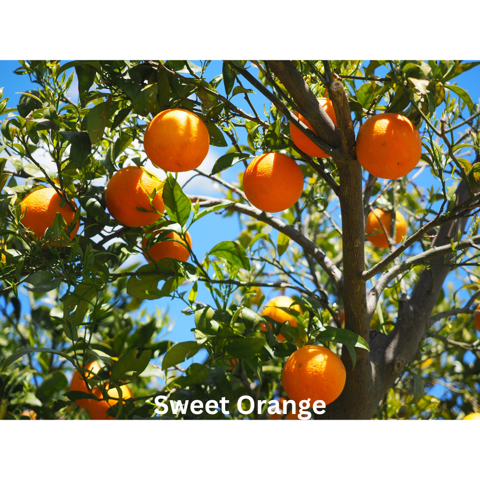 Sugar Blossom | Natural Perfume Oil Fragrance Of Eden