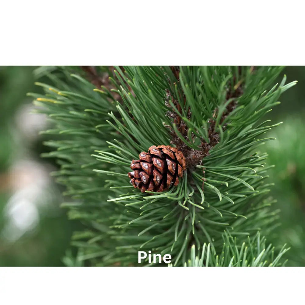Green Woods | Natural Perfume Oil Fragrance Of Eden