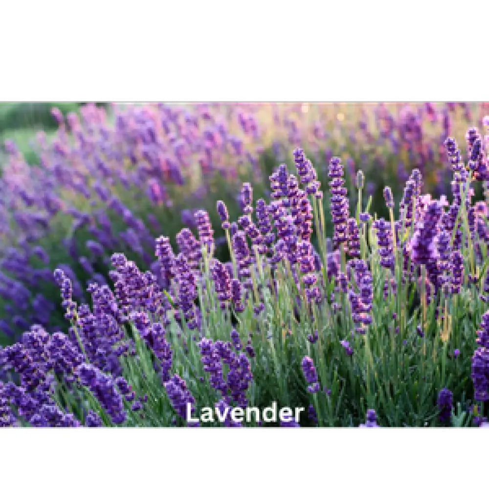 Lavender Noir | Natural Perfume Oil Fragrance Of Eden