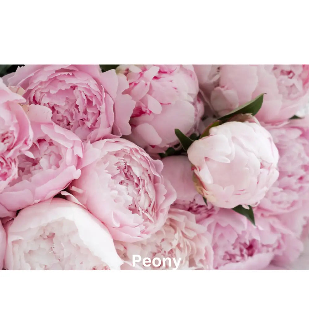 Sugar Blossom | Natural Perfume Oil Fragrance Of Eden