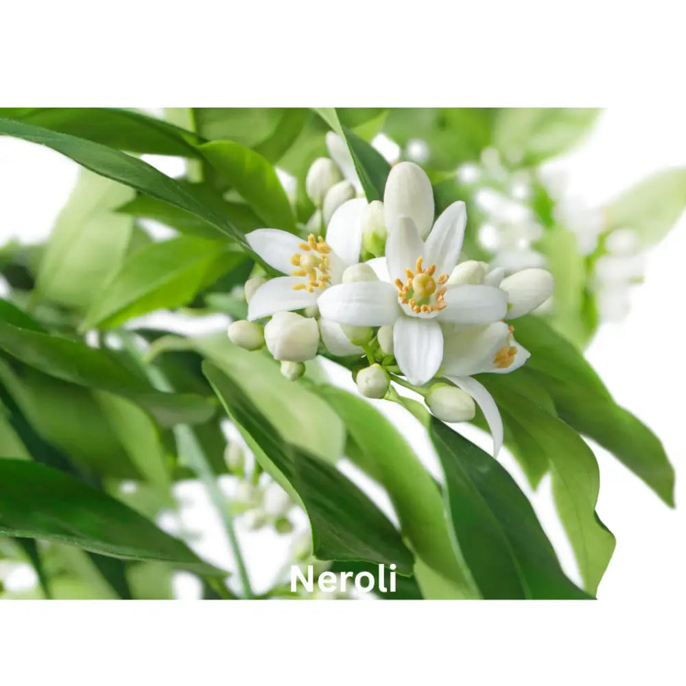 Sugar Blossom | Natural Perfume Oil Fragrance Of Eden