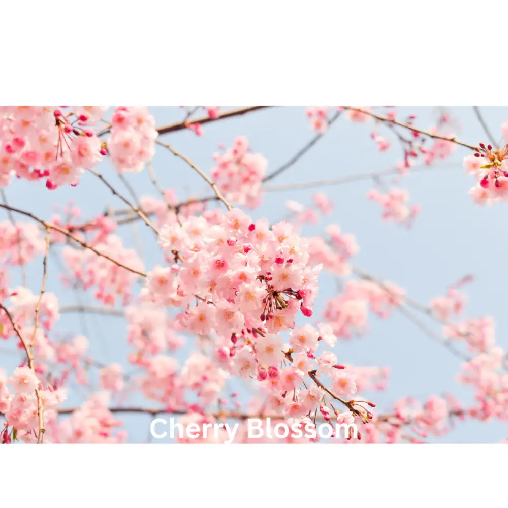 Sugar Blossom | Natural Perfume Oil Fragrance Of Eden