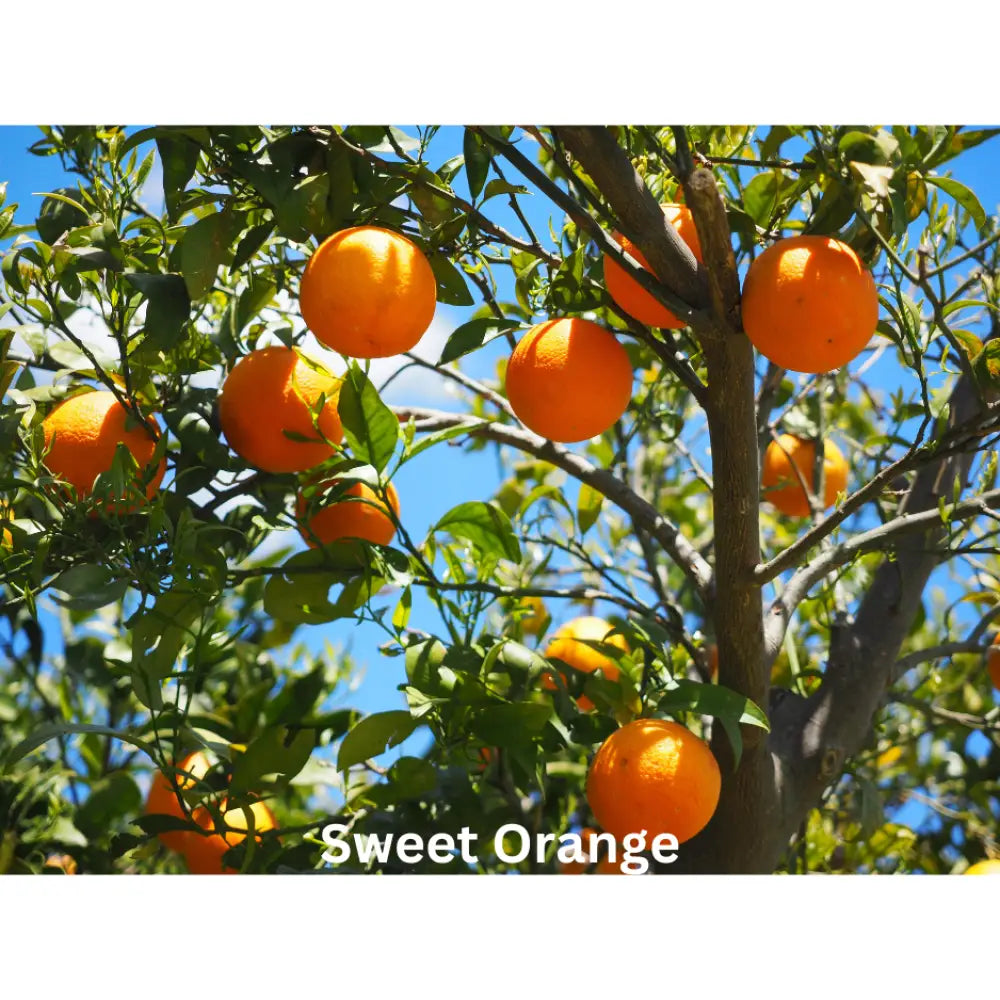 Sugar Blossom | Natural Perfume Oil Fragrance Of Eden