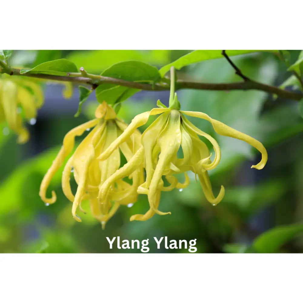 Citrus Ginger Blossom | Natural Perfume Oil Fragrance Of Eden