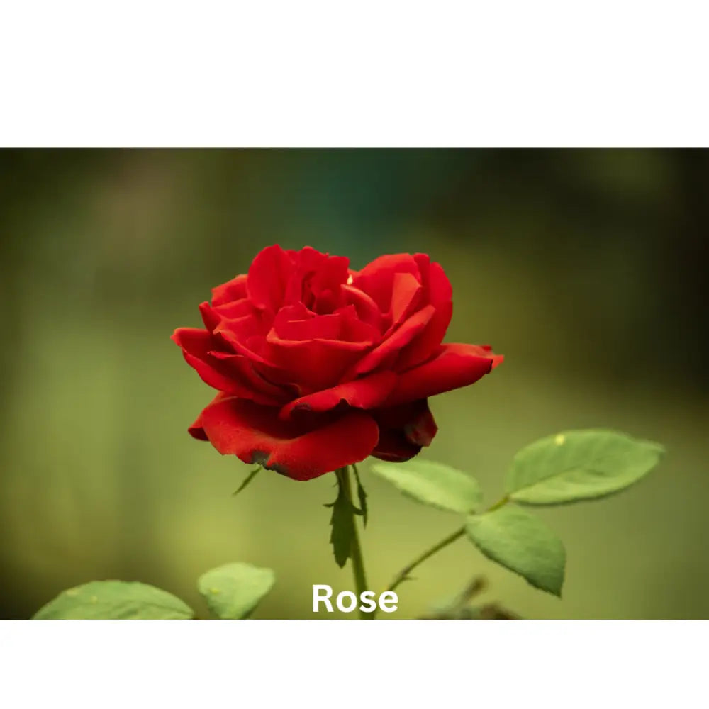 Velvet Nights | Natural Perfume Oil Fragrance Of Eden