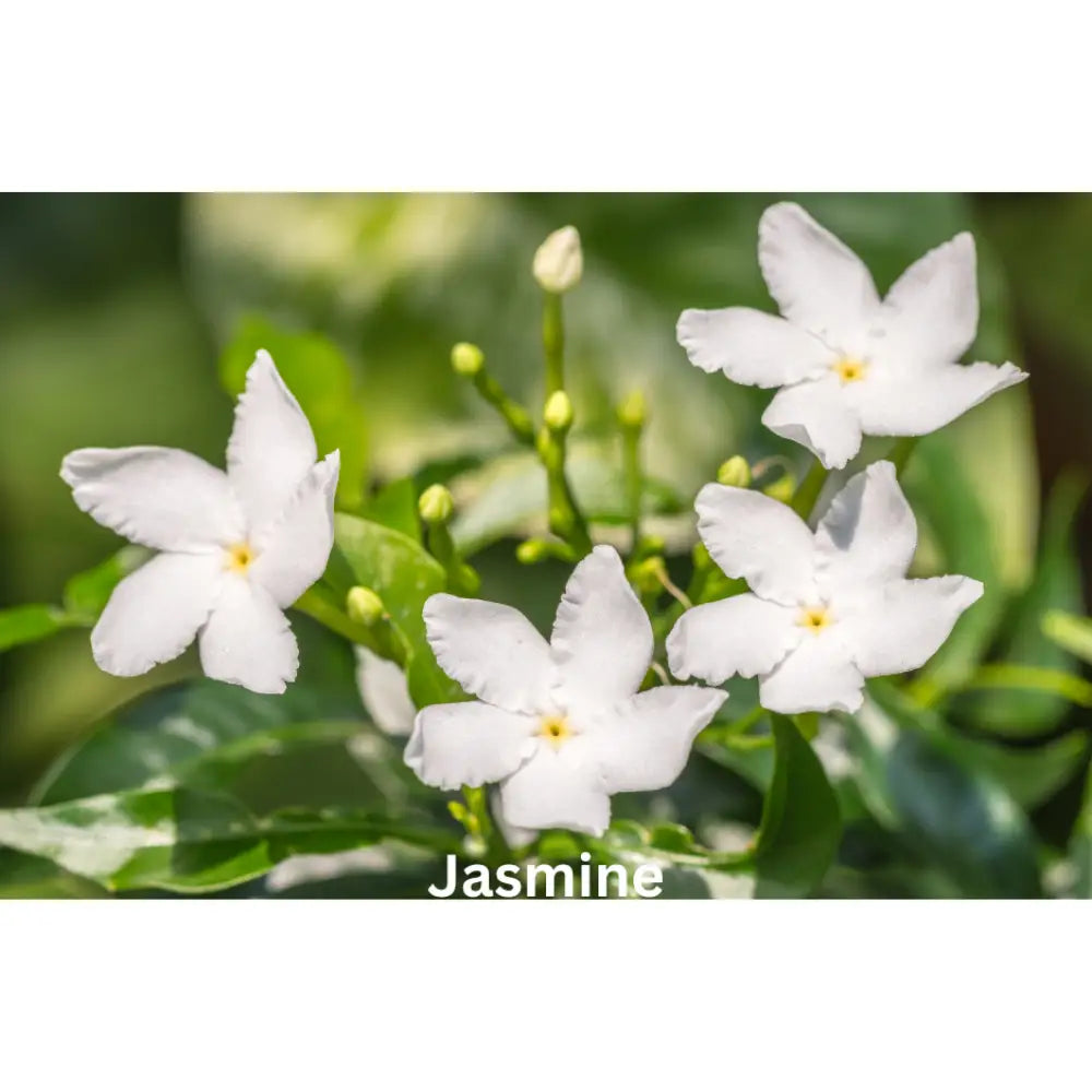 Citrus Ginger Blossom | Natural Perfume Oil Fragrance Of Eden