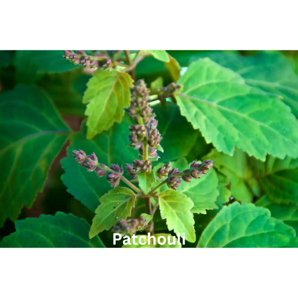 Lavender Noir | Natural Perfume Oil Fragrance Of Eden